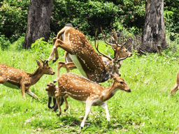 Deer Park